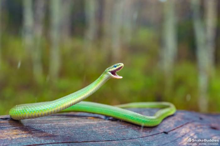 13235404_1141194239273369_1729886279819895654_o