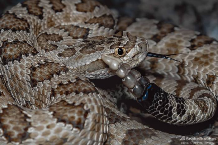 13920543_1204225056303620_5046294003012575513_o